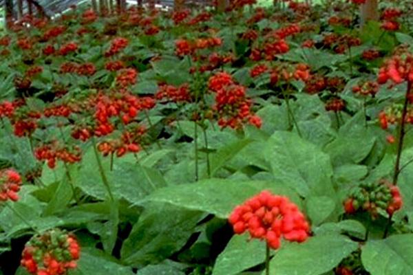 种植红参要用什么土壤，疏松肥沃、排水良好的砂壤土比较好