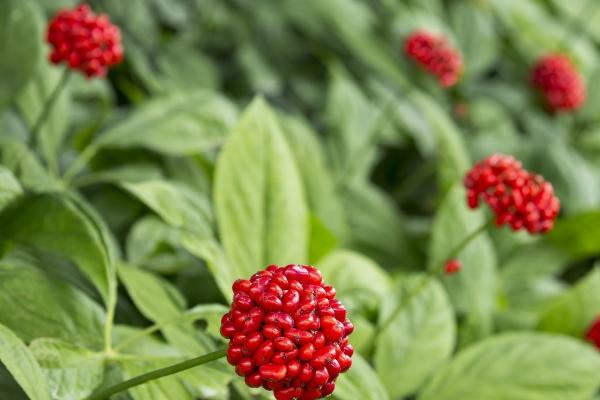 种植红参要用什么土壤，疏松肥沃、排水良好的砂壤土比较好