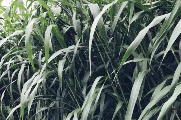 苏丹草的收割次数,一年可以收割8-10次左右