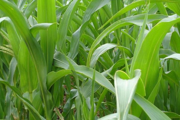 苏丹草的收割次数,一年可以收割8-10次左右