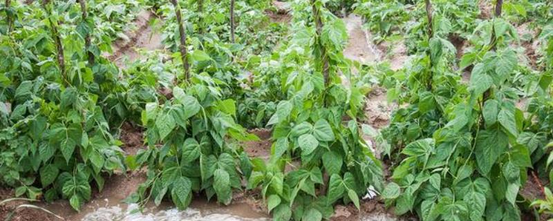 豆角浇水的正确方法