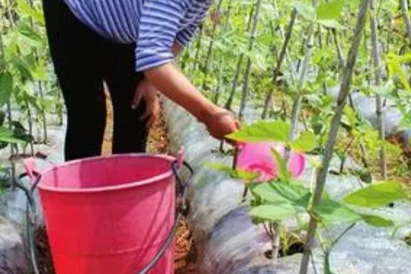 豆角浇水的正确方法,春夏冬季都需要充足的水分