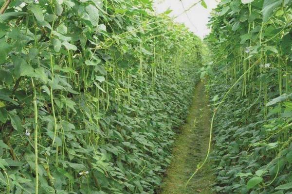 豆角浇水的正确方法,春夏冬季都需要充足的水分