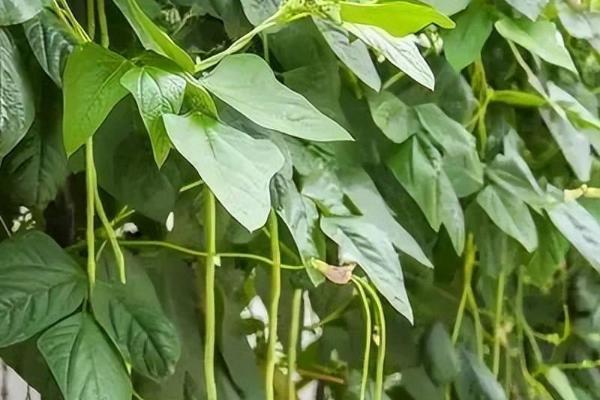 豆角浇水的正确方法,春夏冬季都需要充足的水分