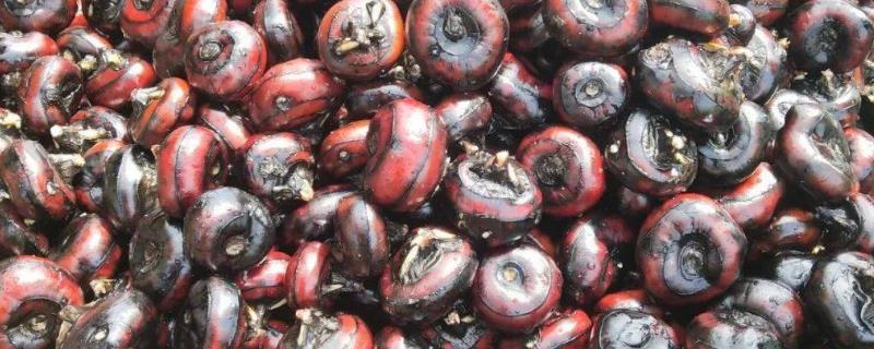 马蹄果喜阴还是喜阳