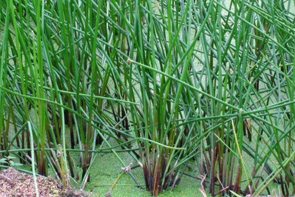 马蹄果喜阴还是喜阳，是一种喜阴作物