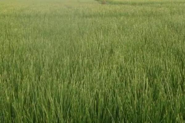 马蹄果喜阴还是喜阳，是一种喜阴作物