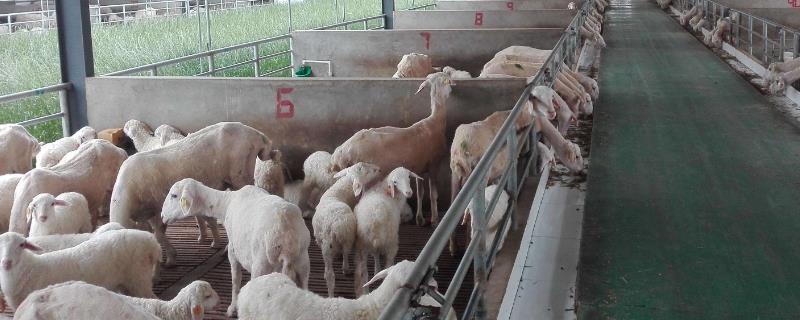 羊怎么养殖