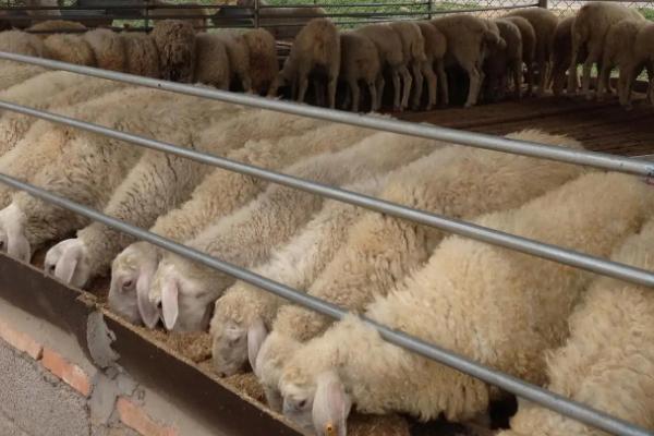 羊怎么养殖,首先选择适合当地养殖的优良品种
