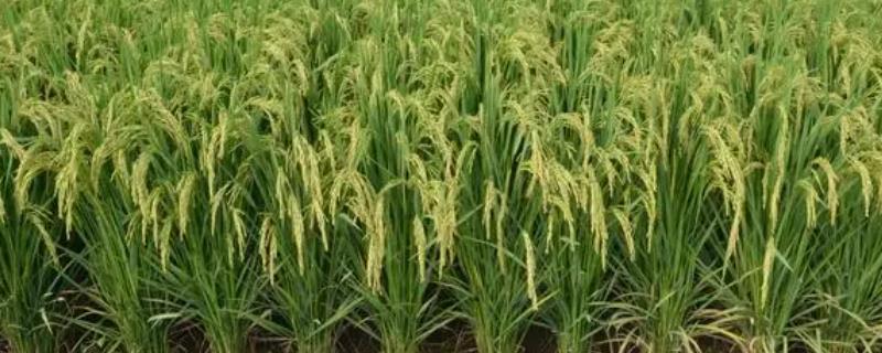 晚稻花期遇寒露风如何管理