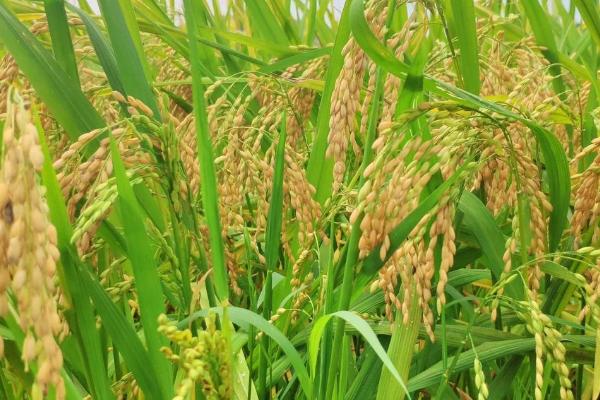 晚稻花期遇寒露风如何管理，可进行人工授粉