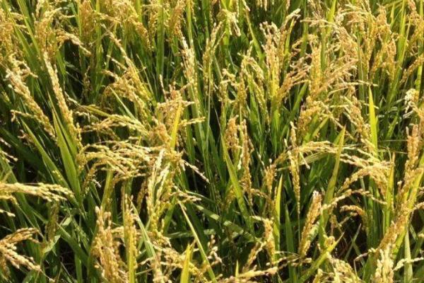 晚稻花期遇寒露风如何管理，可进行人工授粉