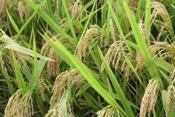 晚稻花期遇寒露风如何管理，可进行人工授粉