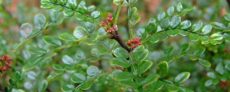 清香木会开花吗