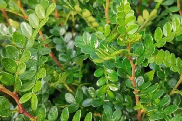 清香木会开花吗,通常春天开花