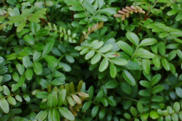 清香木会开花吗,通常春天开花