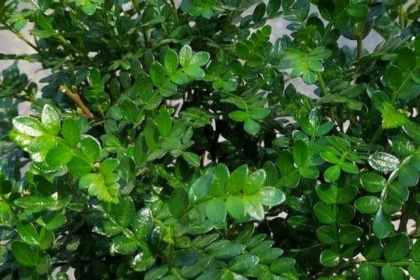 清香木会开花吗,通常春天开花