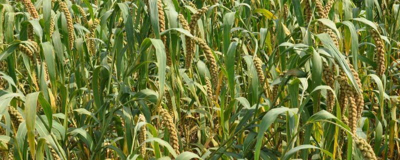 杂交谷子高产种植技巧