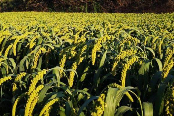 杂交谷子高产种植技巧，需进行轮作、做好病虫害预防工作