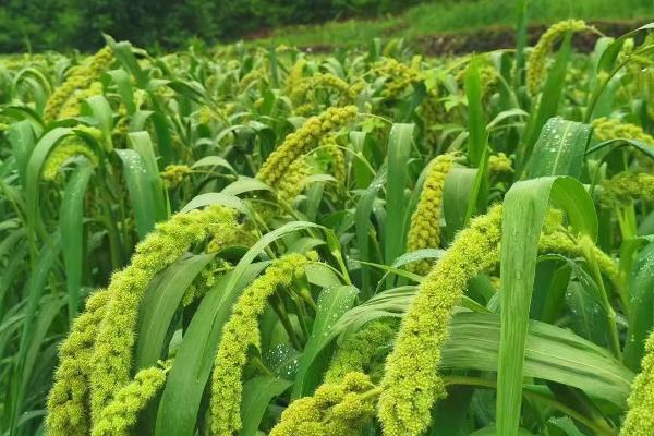 杂交谷子高产种植技巧，需进行轮作、做好病虫害预防工作