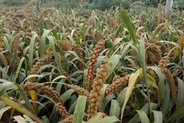 杂交谷子高产种植技巧，需进行轮作、做好病虫害预防工作