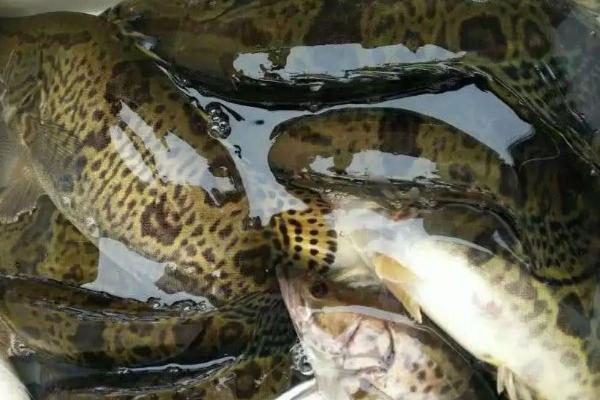 5斤野生桂鱼大概长几年，一般需要1-2年左右