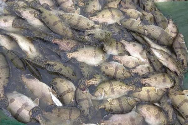 5斤野生桂鱼大概长几年，一般需要1-2年左右