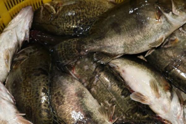 5斤野生桂鱼大概长几年，一般需要1-2年左右