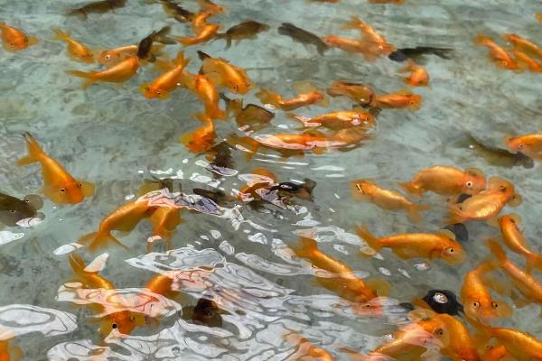 金鱼会不会吃小鱼，饥饿时会吞食小型鱼类