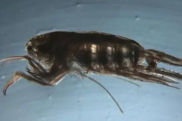 金鱼会不会吃小鱼，饥饿时会吞食小型鱼类