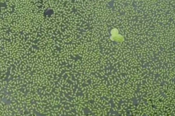 金鱼会不会吃小鱼，饥饿时会吞食小型鱼类