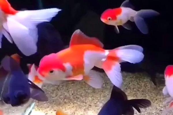 金鱼会不会吃小鱼，饥饿时会吞食小型鱼类