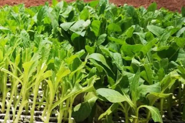 烟草培育壮苗的注意事项，要重视苗床选择