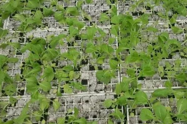 烟草培育壮苗的注意事项，要重视苗床选择