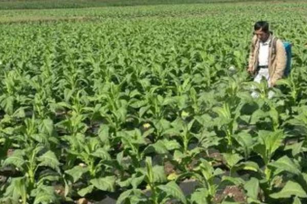 烟草培育壮苗的注意事项，要重视苗床选择