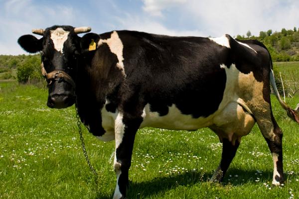 一头牛的重量,性别、品种、年龄均会影响牛的体重