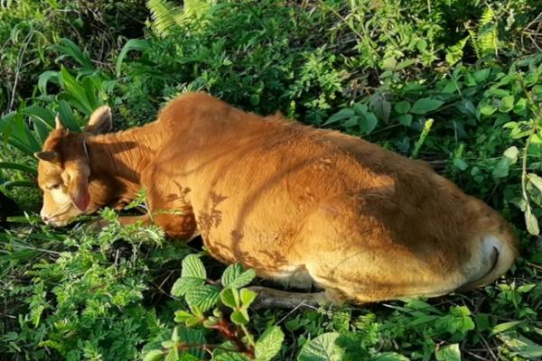 一头牛的重量,性别、品种、年龄均会影响牛的体重