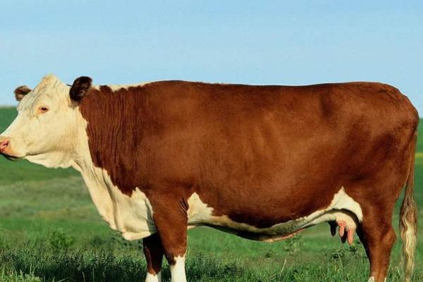 一头牛的重量,性别、品种、年龄均会影响牛的体重