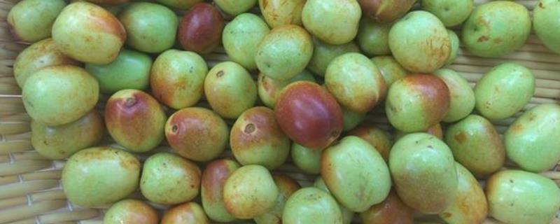 鲜枣能不能冷冻保存