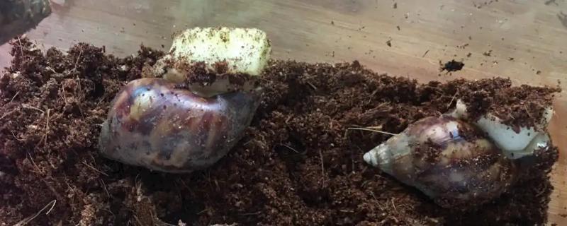 能否用湿纸巾代替养蜗牛的土壤