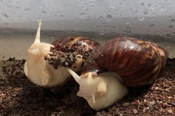 能否用湿纸巾代替养蜗牛的土壤,土壤含有微生物和矿物质、纸巾无法代替