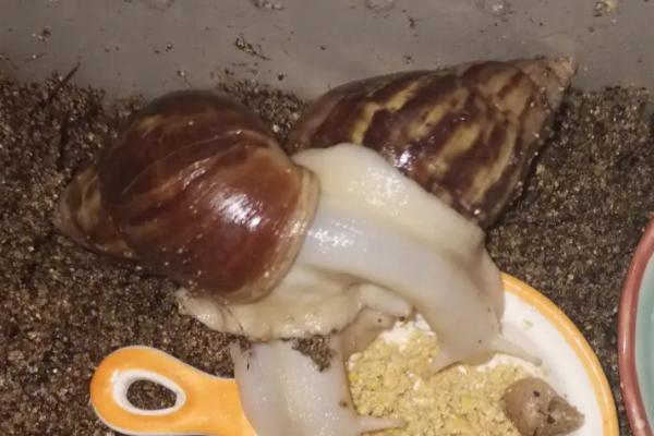 能否用湿纸巾代替养蜗牛的土壤,土壤含有微生物和矿物质、纸巾无法代替