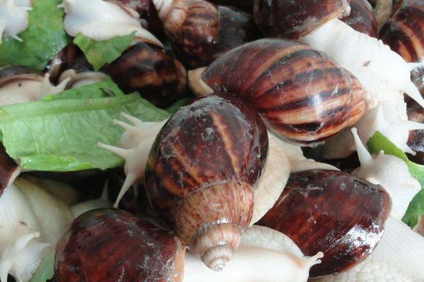 能否用湿纸巾代替养蜗牛的土壤,土壤含有微生物和矿物质、纸巾无法代替