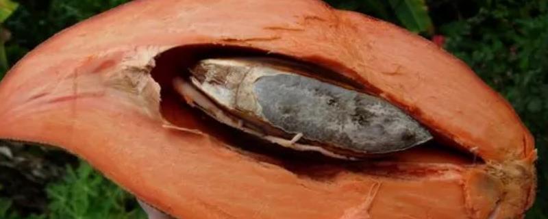 妈咪果有没有种子