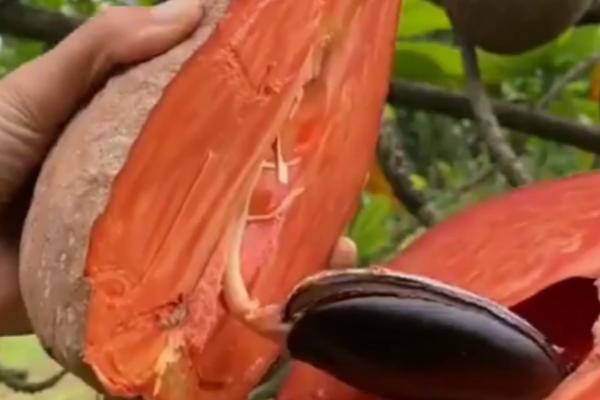 妈咪果有没有种子,果核是它们的种子