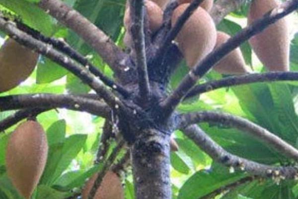 妈咪果有没有种子,果核是它们的种子