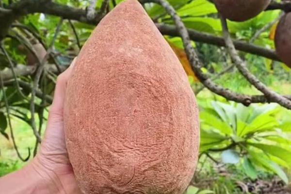 妈咪果有没有种子,果核是它们的种子