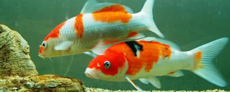 养锦鲤的水比较浑浊如何解决