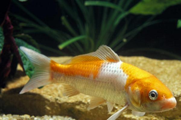 养锦鲤的水比较浑浊如何解决，投放硝化细菌可起到净化作用