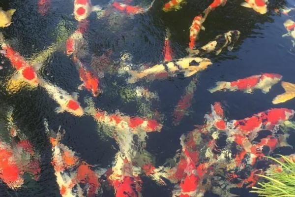 养锦鲤的水比较浑浊如何解决，投放硝化细菌可起到净化作用